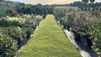 Salaspils daiļdārznieks, Sia - Salaspils Pagasts