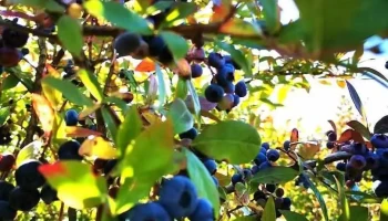 Z/s Dižoga - Kocēnu Pagasts, Valmieras Novads