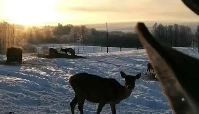 Aglonas Briezu Darzs Videoklipi - Kundzinišķi