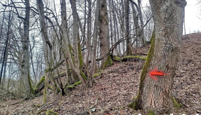 Erglu Dabas Speka Taka Visi - Ērgļi