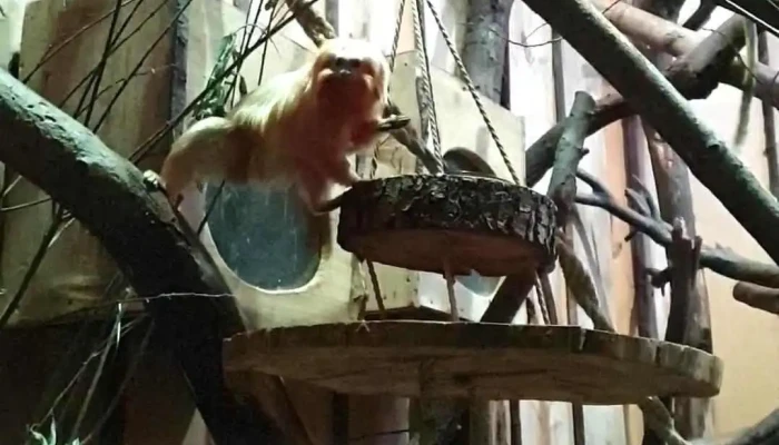 Mezaparkszoo Videoklipi - Rīga