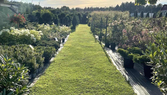 Salaspils daiļdārznieks, Sia - Salaspils Pagasts