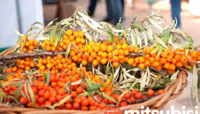 Slow Food Straupe Tirdzins Partika - Straupe