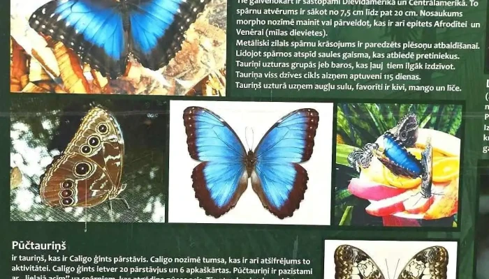 Tervetes Taurinu Maja Jaunakie - Tērvetes Pagasts, Dobeles Novads