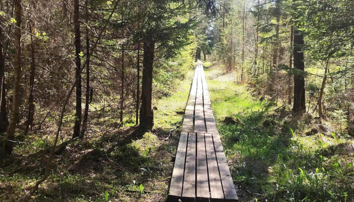 Čužu purva dabas taka - Kandava Pilsēta