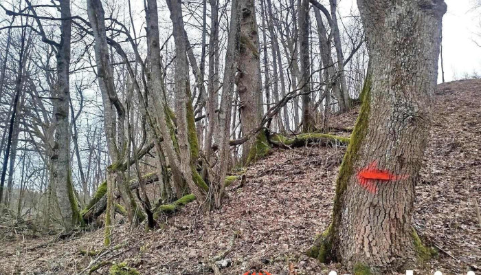 Ērgļu dabas spēka taka - Ērgļi